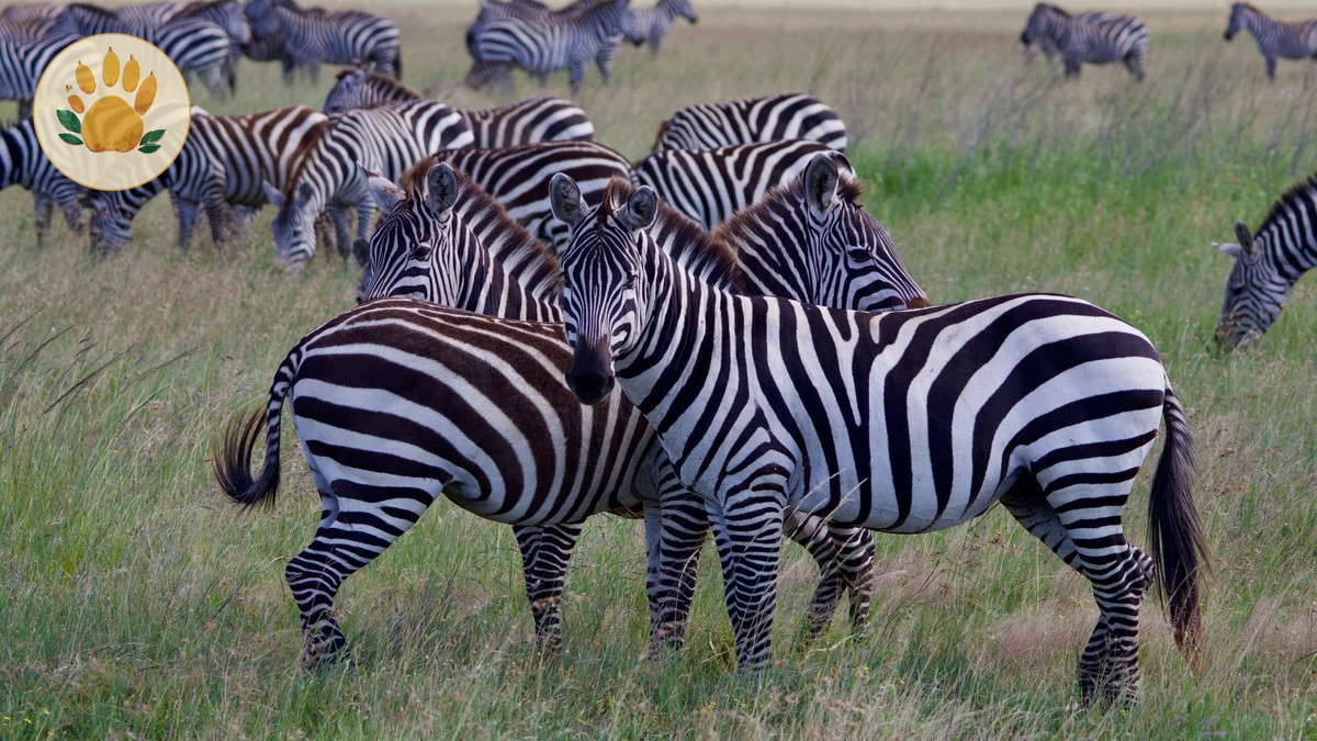 kenya safari proposal package ideas: 7 Romantic Plans -- Photo by Laura Phillips on Pexels