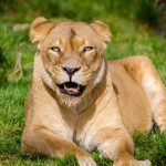 Kenya safari rainy season itinerary: 7-Day Plan -- Photo by Flickr on Pexels