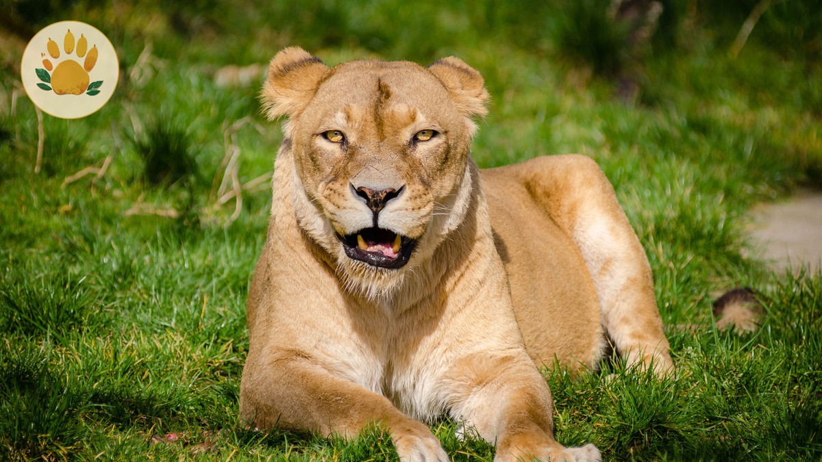 Kenya safari rainy season itinerary: 7-Day Plan -- Photo by Flickr on Pexels