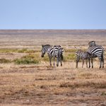 Kenya Safari Solo Travel Budget Planning