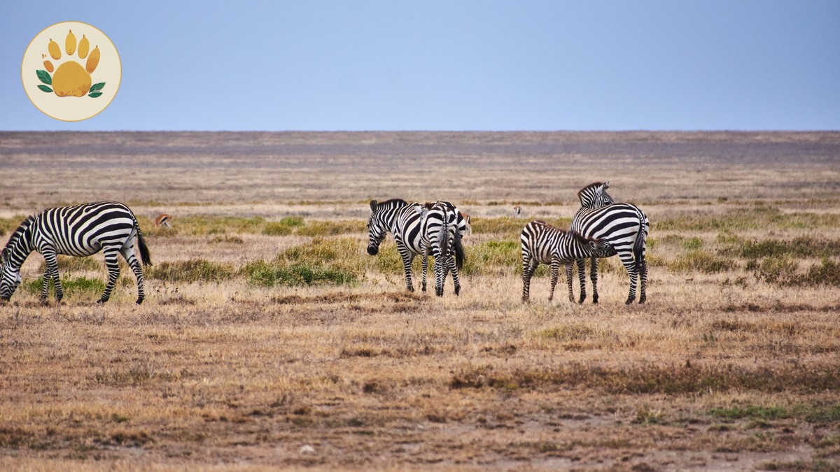 Kenya Safari Solo Travel Budget Planning