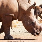 Kenya Safari Tipping Guide: How Much to Tip in 2026