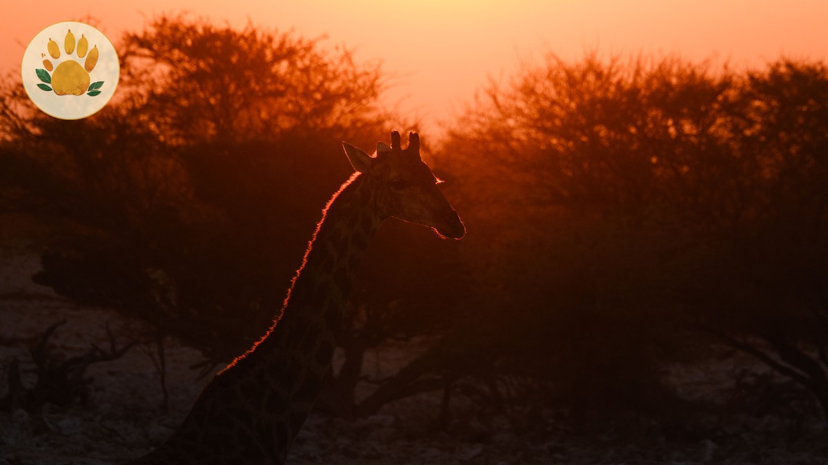 Kenya Safari Tipping Guide: How Much to Tip in 2026 - photo 1