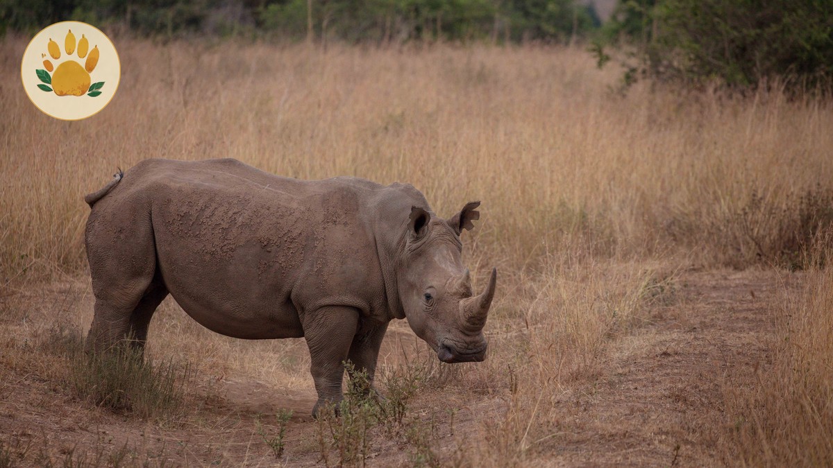 Kenya Safari Tipping Guide: How Much to Tip in 2026 - photo 2