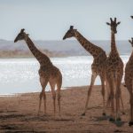 Kenya Safari Trip Guide for German Speakers (2026)