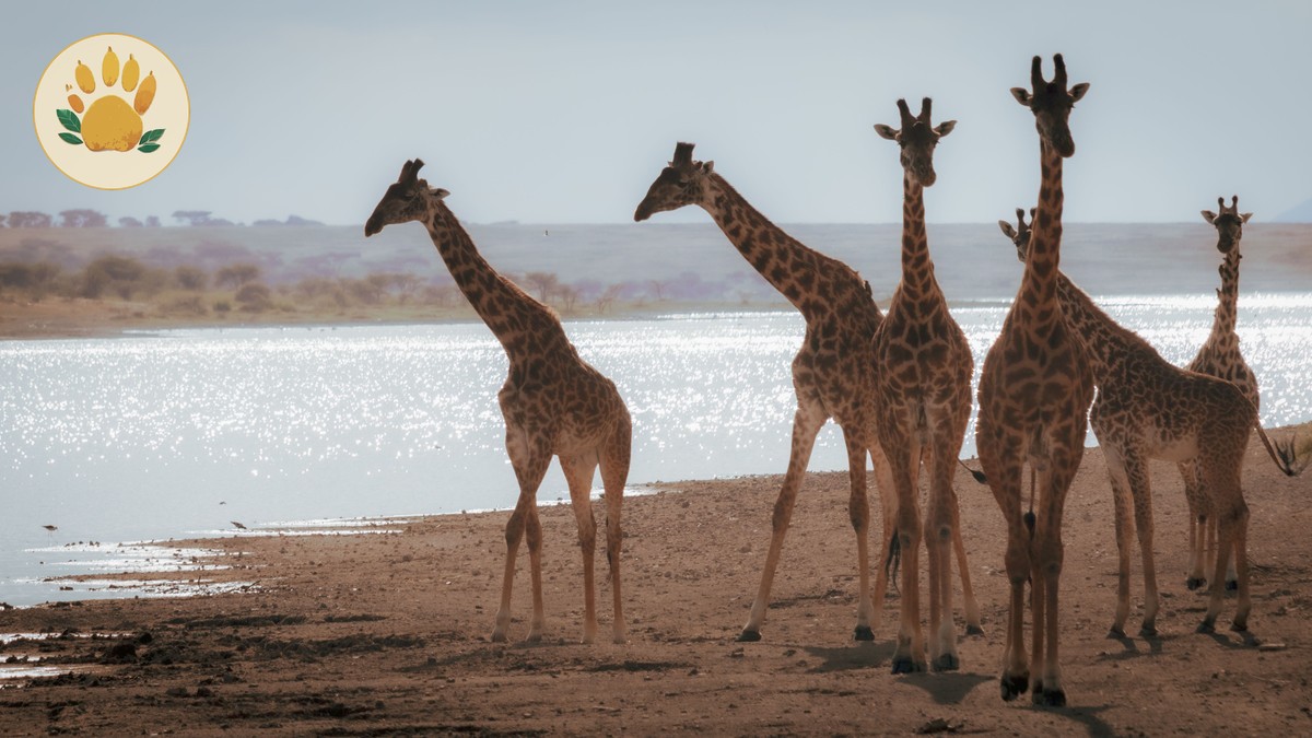 Kenya Safari Trip Guide for German Speakers (2026)
