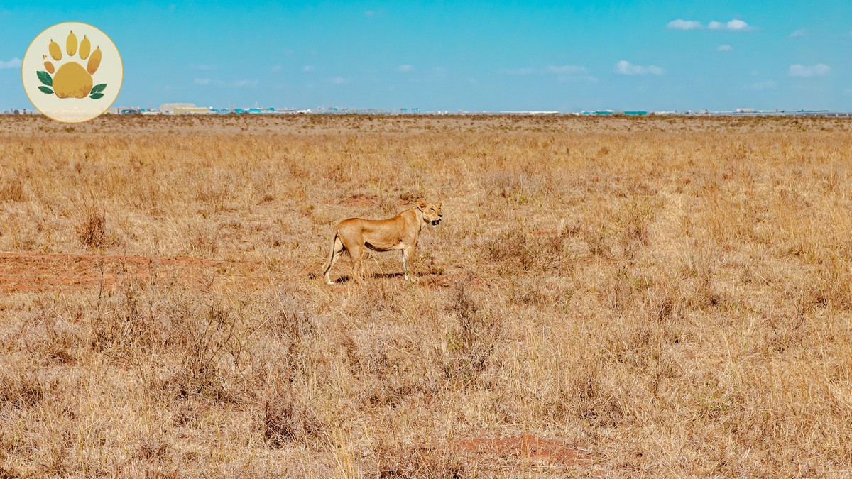 Kenya Safari Trip Guide for German Speakers (2026) - photo 2