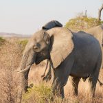 Kenya Safari Yellow Fever Transit Rules: 12-Hour Test -- Photo by Zhang Thomas on Pexels
