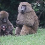 Kid-Friendly Activities in Nairobi Before Your Safari