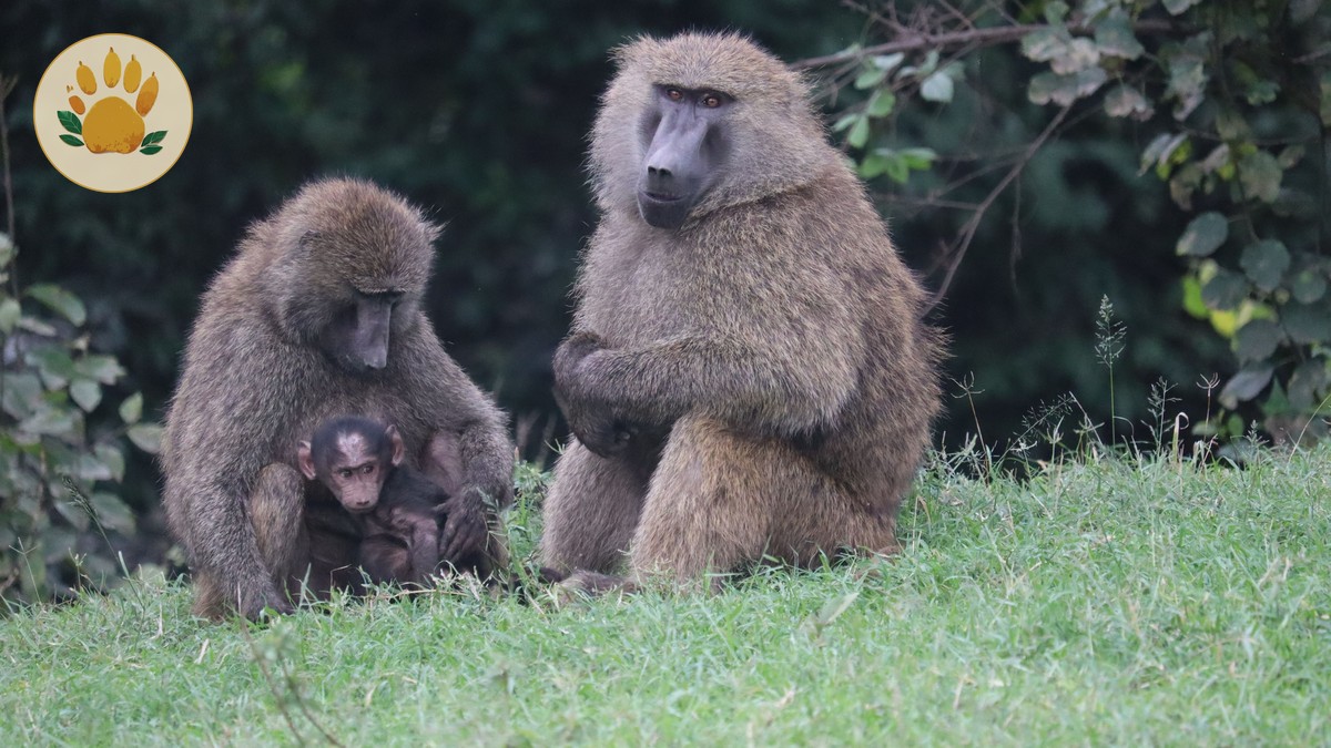 Kid-Friendly Activities in Nairobi Before Your Safari