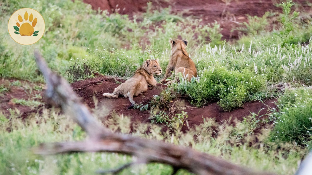 Kid-Friendly Activities in Nairobi Before Your Safari - photo 2