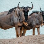 Kisumu Lake Victoria Wildlife Guide: 2026 Edition