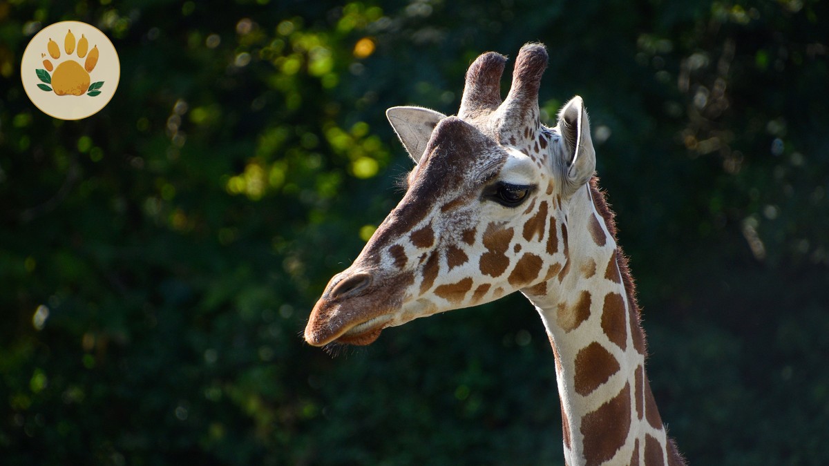 Laikipia Versus Samburu Wildlife: 5 Key Differences - photo 1
