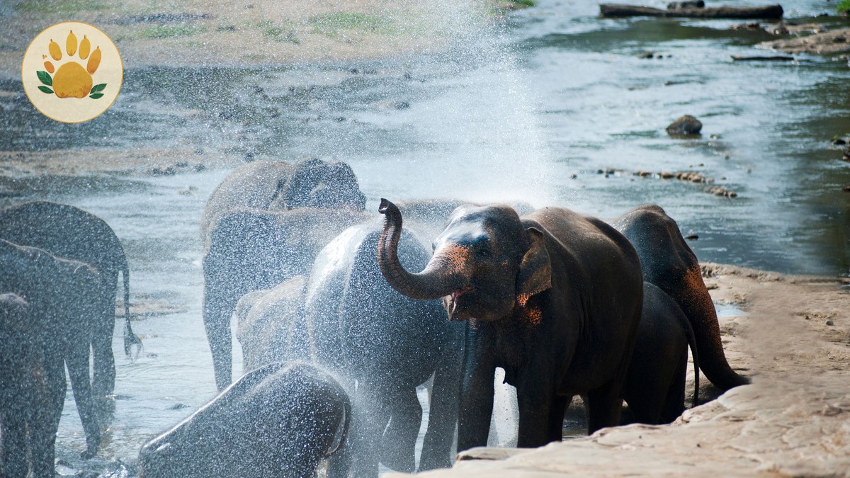 Laikipia Versus Samburu Wildlife: 5 Key Differences - photo 2