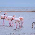Lake Nakuru vs Lake Naivasha: Which to Visit