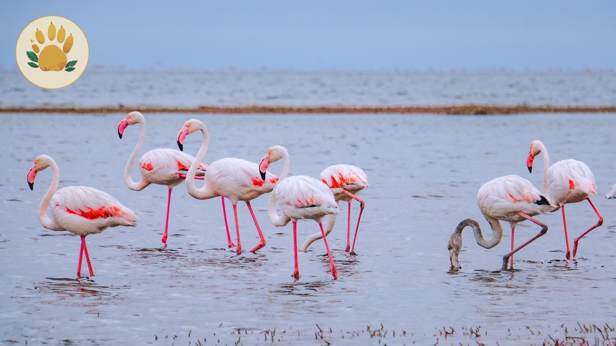 Lake Nakuru vs Lake Naivasha: Which to Visit