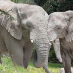 Mara Amboseli Tsavo Combined Itinerary: Full Guide