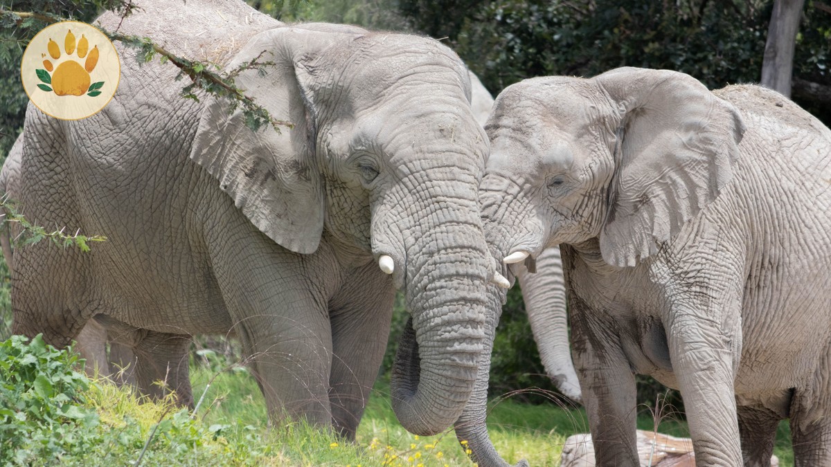 Mara Amboseli Tsavo Combined Itinerary: Full Guide