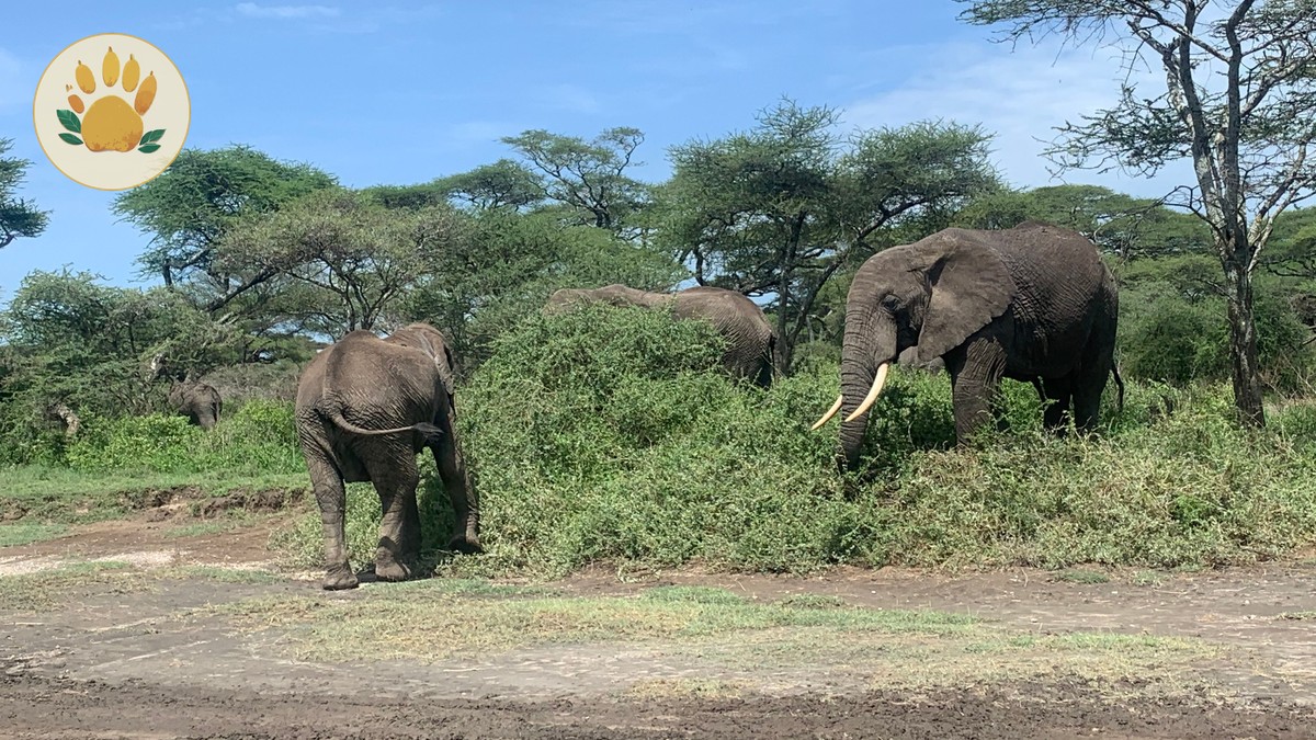 Mara Amboseli Tsavo Combined Itinerary: Full Guide - photo 2