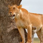 Masai Mara Can I Use a Private Toilet: 5 Options -- Photo by Sanjeed Quazi on Pexels