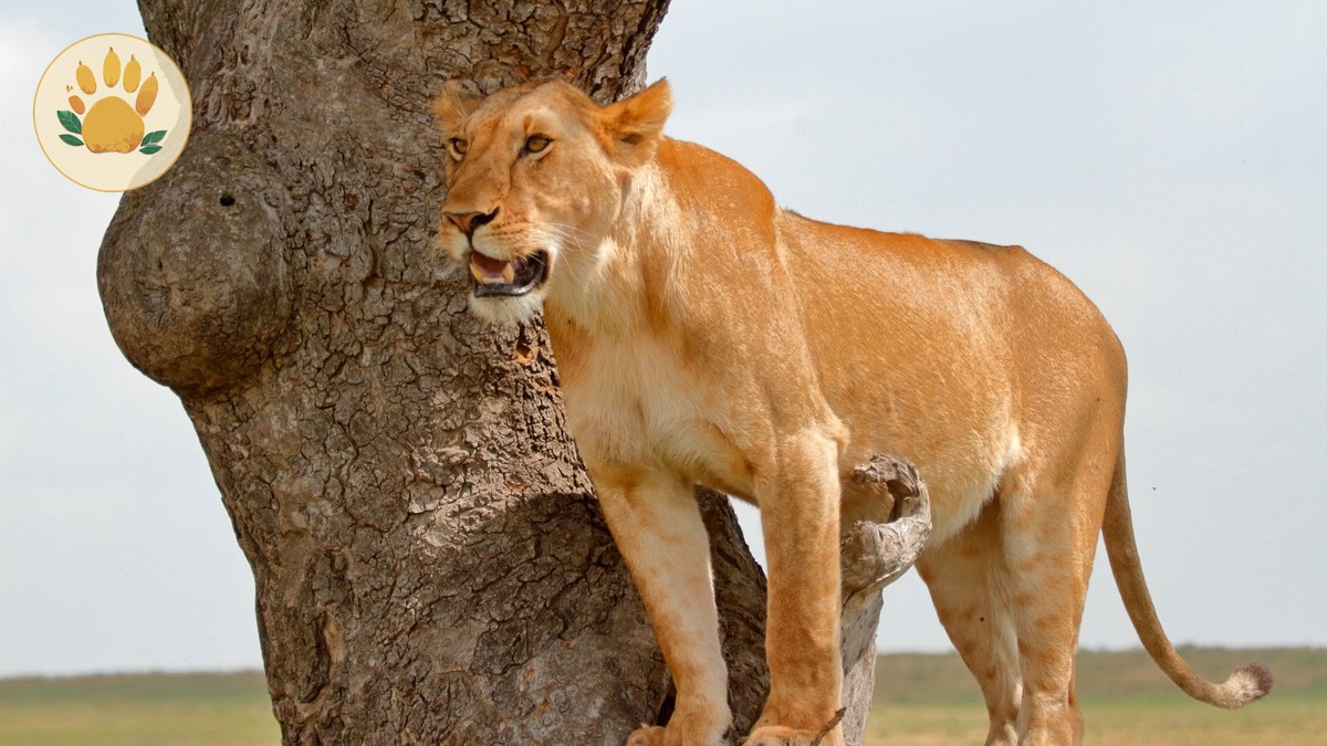 Masai Mara Can I Use a Private Toilet: 5 Options -- Photo by Sanjeed Quazi on Pexels