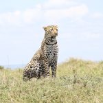 Masai Mara National Reserve Guide: 2026 Planning Basics
