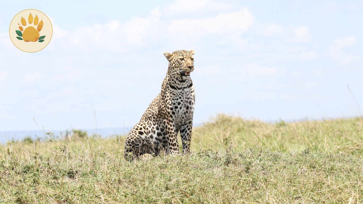 Masai Mara National Reserve Guide: 2026 Planning Basics