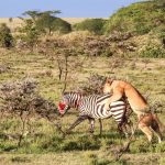 Masai Mara Private Conservancy Guide: What It Is and Why It Matters