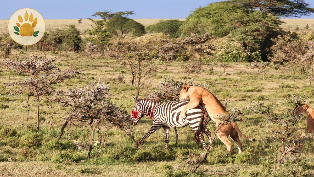 Masai Mara Private Conservancy Guide: What It Is and Why It Matters