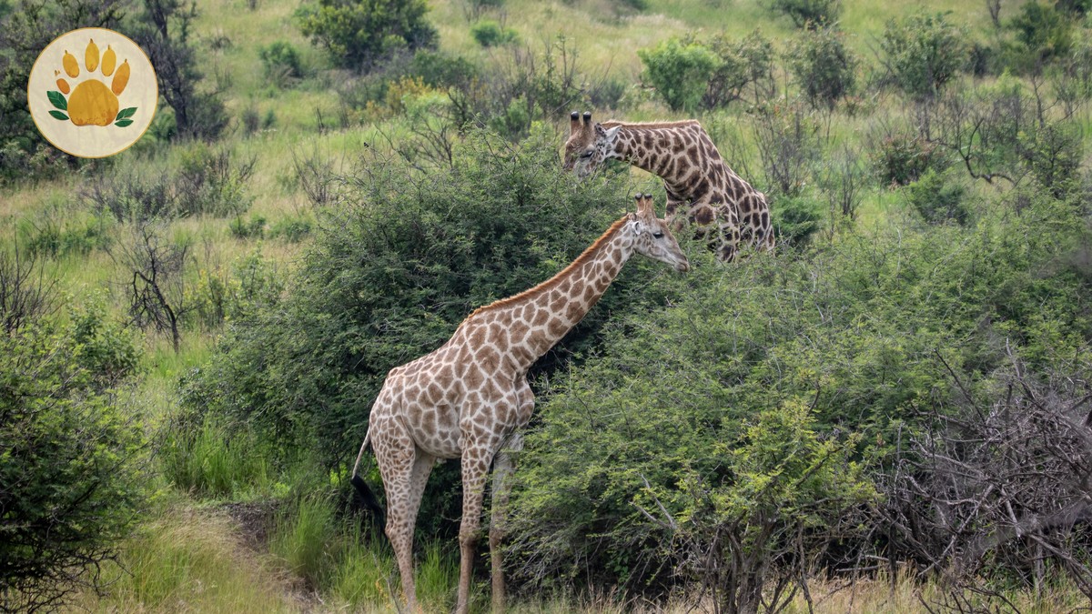 Matatu Safety Guide: Kenya Tourists' Nairobi Ride Rules - photo 1