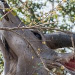 Most Dangerous Animals Kenya Safari: Real Risks & Safety