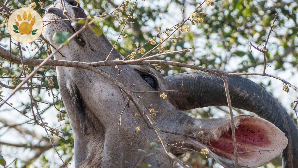 Most Dangerous Animals Kenya Safari: Real Risks & Safety