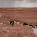 Motion Sickness Remedies for Safari Game Drives