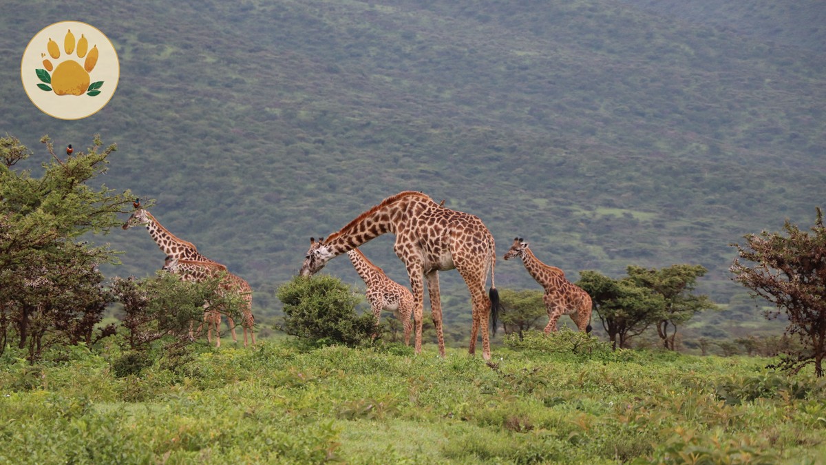 Nairobi to Nanyuki Driving Distance: Full Guide - photo 1