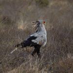 Nairobi Wildlife Triangle: A Perfect Half-Day Itinerary