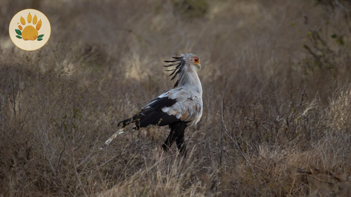 Nairobi Wildlife Triangle: A Perfect Half-Day Itinerary