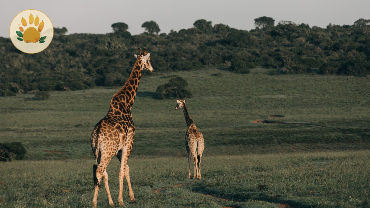 Nairobi Wildlife Triangle: A Perfect Half-Day Itinerary - photo 1