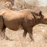 Nashulai Community Conservancy Guide: Fees, Access, Stays