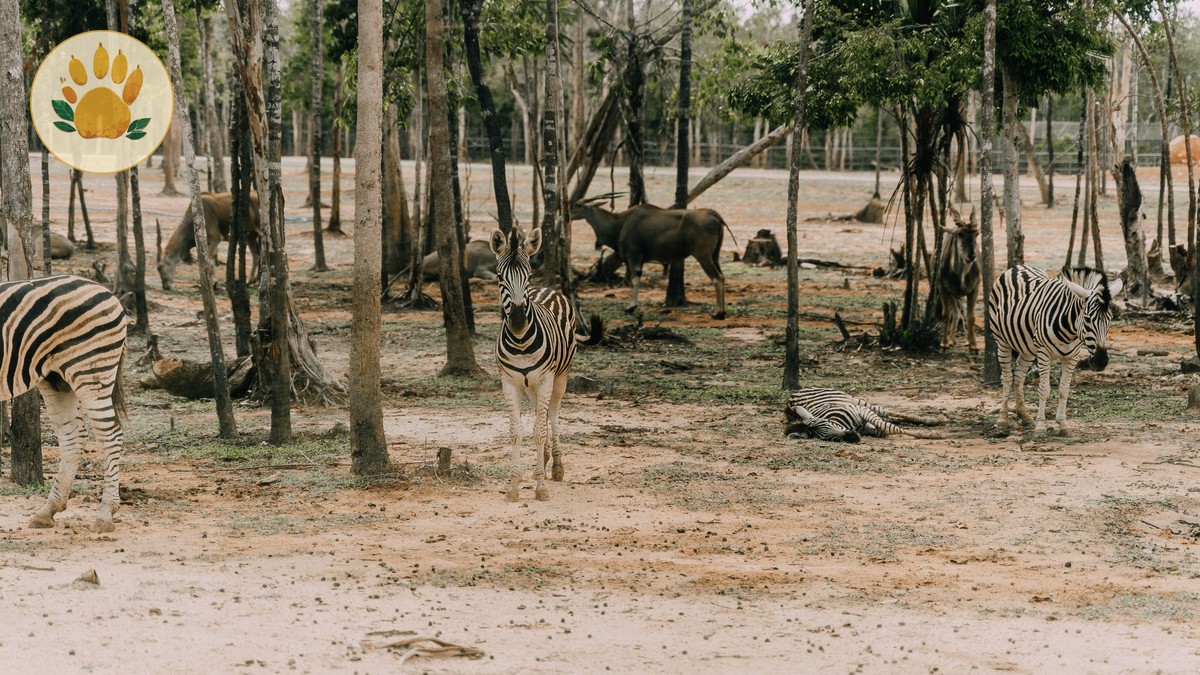 Nashulai Community Conservancy Guide: Fees, Access, Stays - photo 2