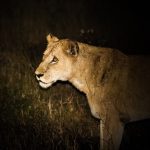 Night Noises Safari Tent Sounds: What You'll Hear