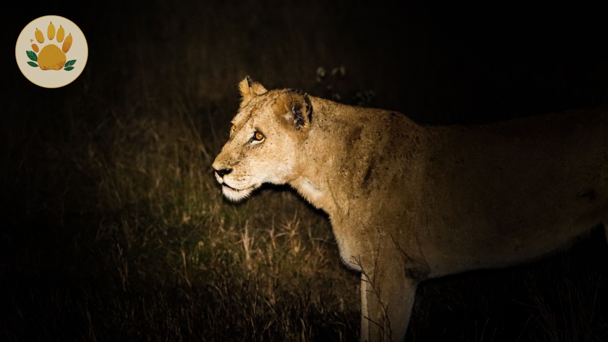 Night Noises Safari Tent Sounds: What You'll Hear