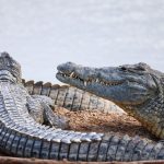 Nile Crocodile Mara River Viewing Guide