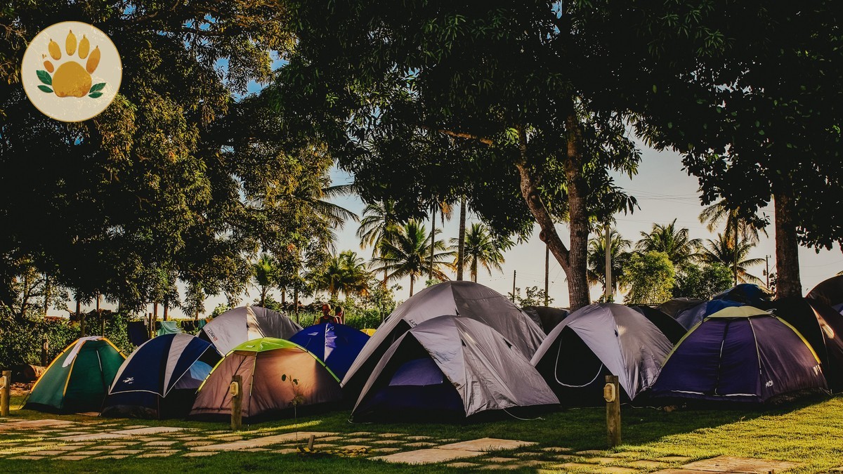 How Do Safari Camps Handle Power Banks: 5 Ways -- Photo by Jonathan Borba on Pexels