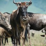 Safari First Aid Kit Checklist for Kenya Trips