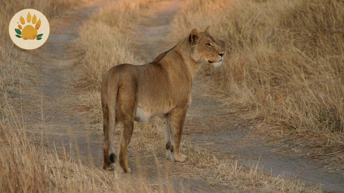 Safari First Aid Kit Checklist for Kenya Trips - photo 1