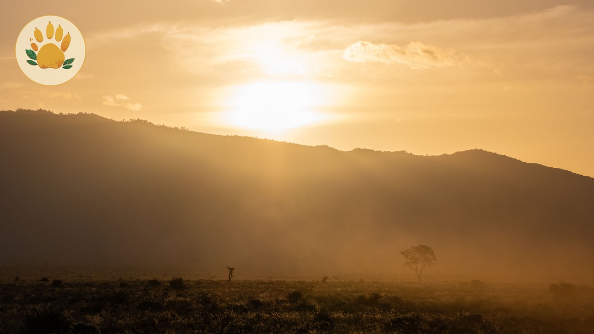 Does Safari Rain Cancel Game Drives: What Happens - photo 1