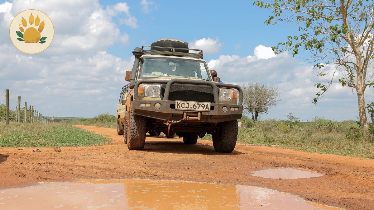 Does Safari Rain Cancel Game Drives: What Happens - photo 2