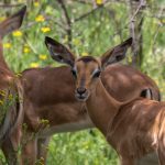 Is Safari Safe During Heavy Rain: 7 Safety Rules -- Photo by Magda Ehlers on Pexels