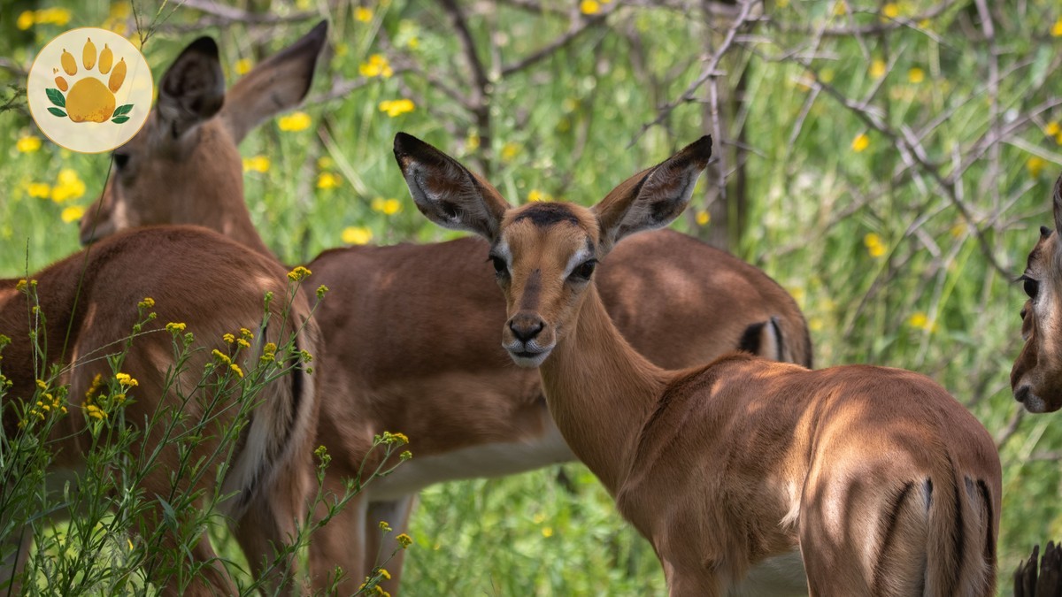 Is Safari Safe During Heavy Rain: 7 Safety Rules -- Photo by Magda Ehlers on Pexels