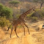 Safari Terms Glossary for Beginners in Kenya